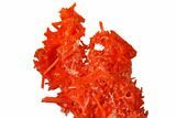 Bright Orange Crocoite Crystal Cluster - Tasmania #171662-2